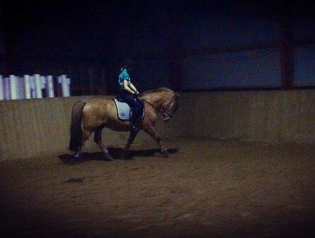 Anden særlig race Joker AKA Jokke billede 19