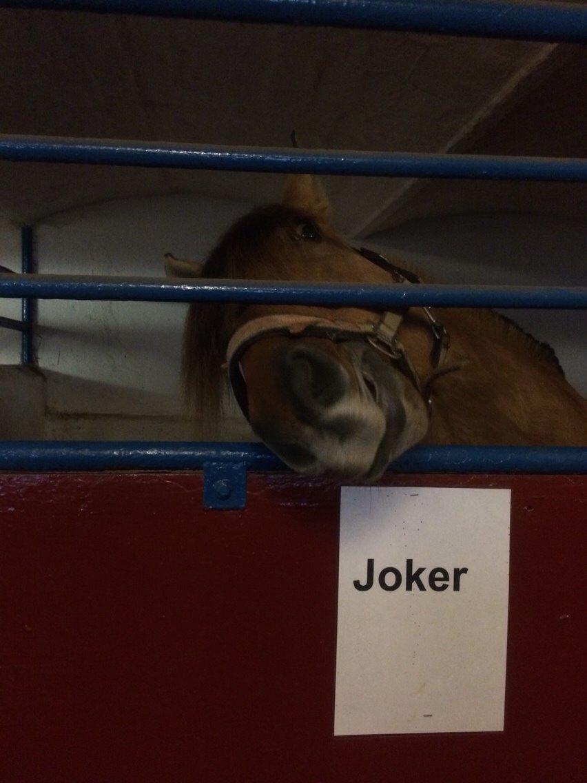 Anden særlig race Joker AKA Jokke billede 15