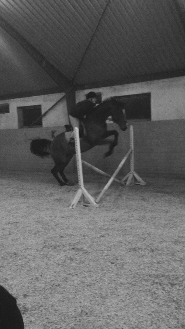 Dansk Varmblod Lillelunds Cheval (Heidi) billede 17