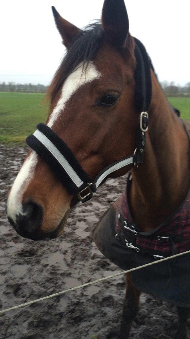 Dansk Varmblod Lillelunds Cheval (Heidi) billede 19