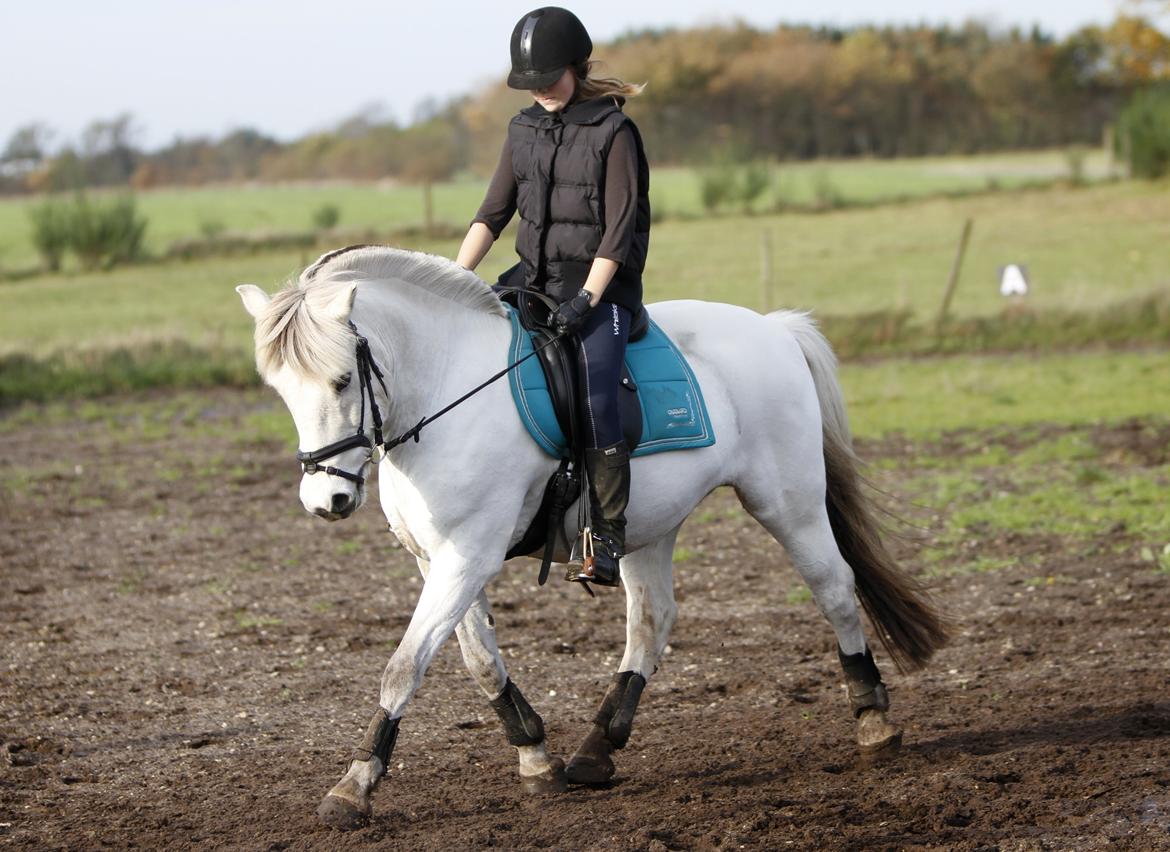 Fjordhest Lyngholms Arcon - Arcon og mig der træner dressur billede 10