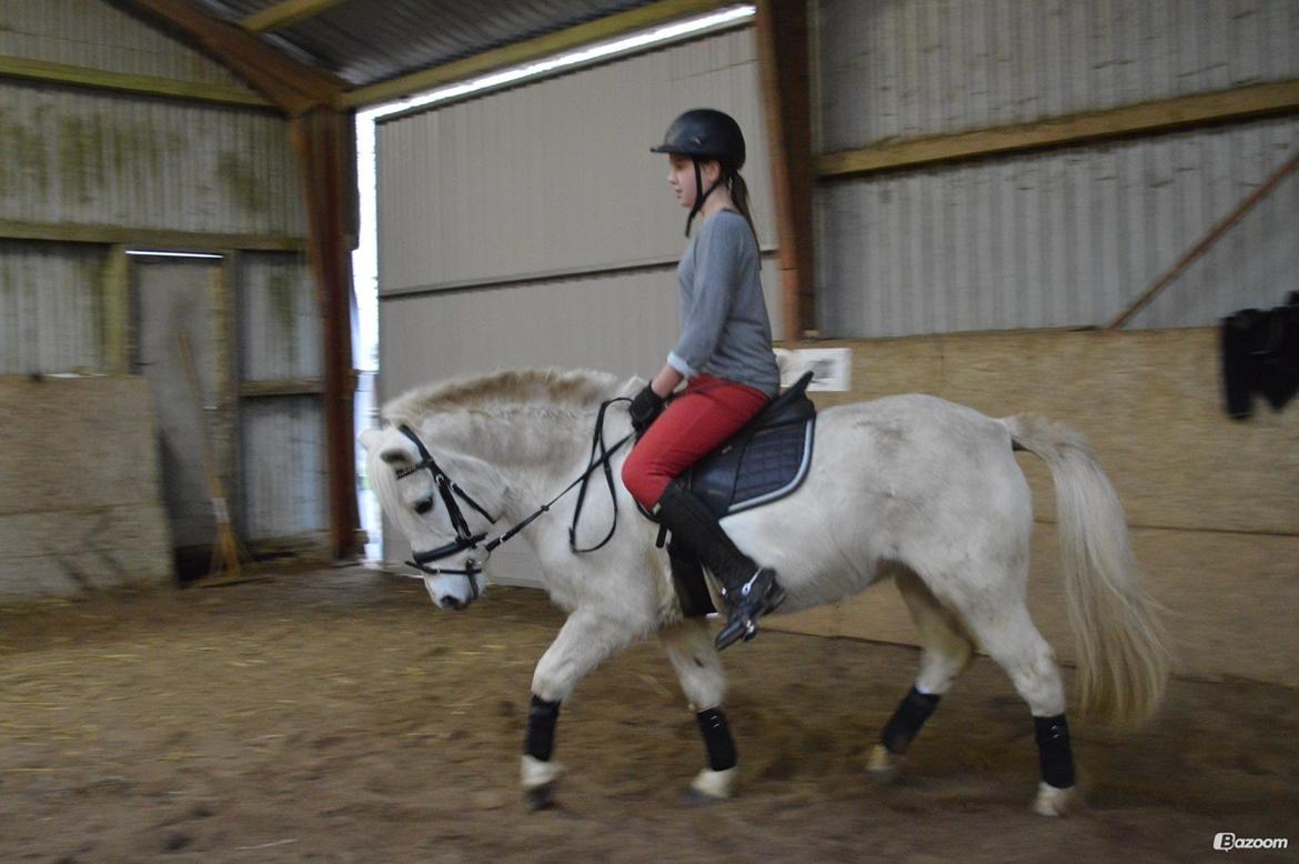 Anden særlig race Tinka billede 19