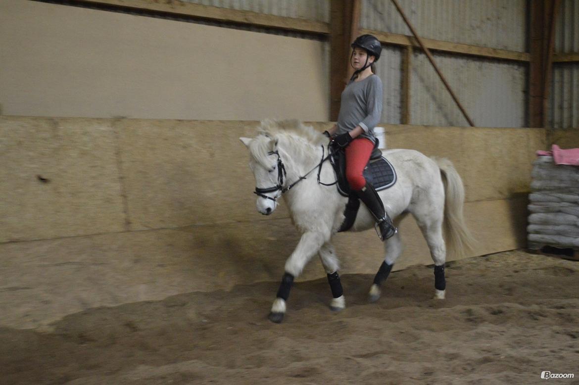 Anden særlig race Tinka - My love billede 20