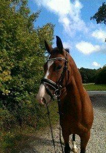 Dansk Varmblod Fifty Cent Nexen - Fiffer<3 billede 1