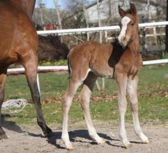 Dansk Varmblod Fifty Cent Nexen - Fifty som føl<3 nue så sød! billede 2