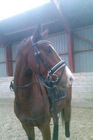 Dansk Varmblod Fifty Cent Nexen billede 6