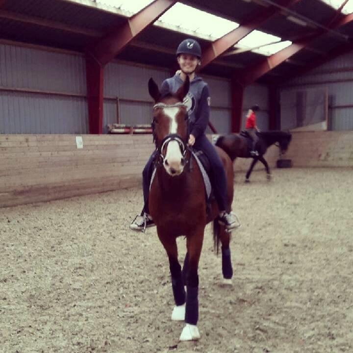 Dansk Varmblod Fifty Cent Nexen billede 10