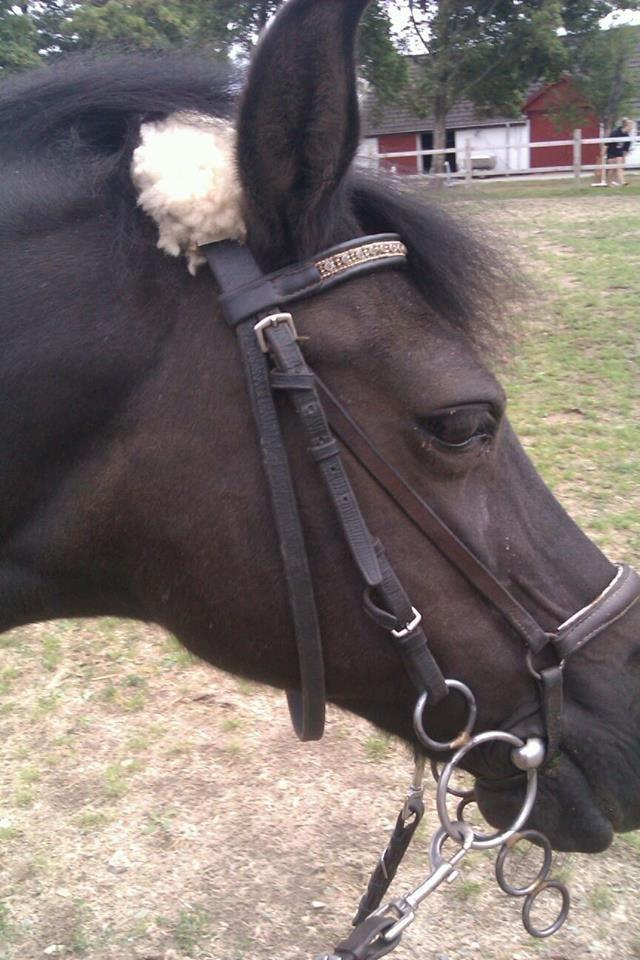 Anden særlig race Black Girl billede 17