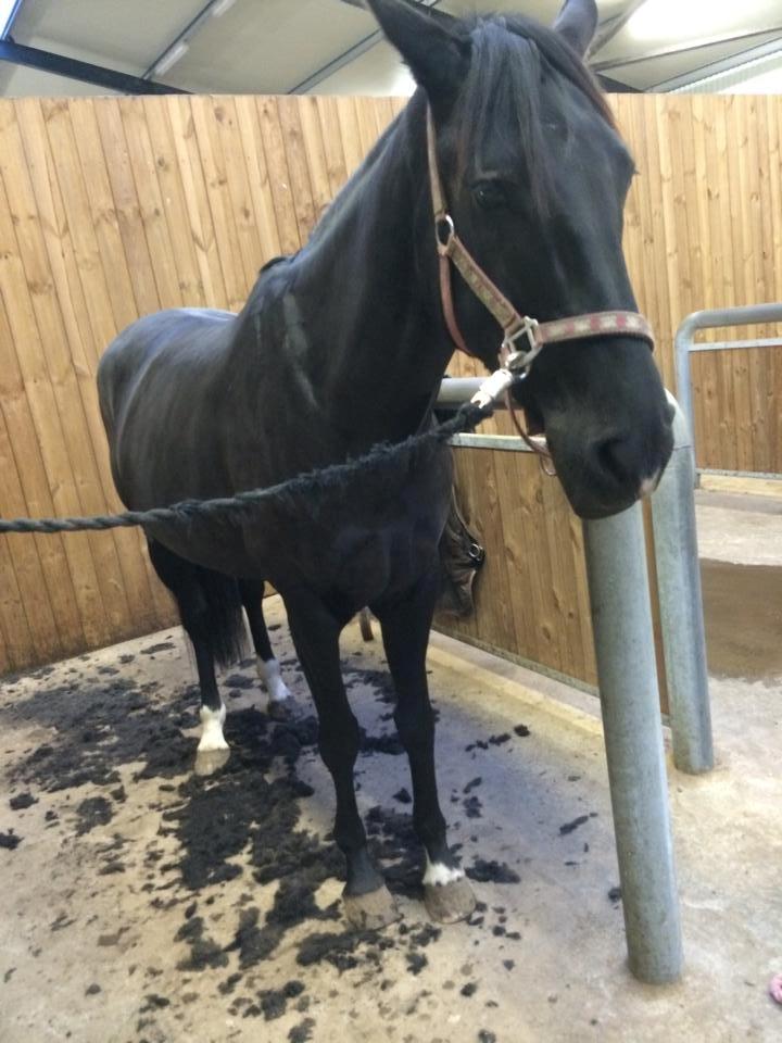 Dansk Varmblod Langagers Dooliwia billede 29