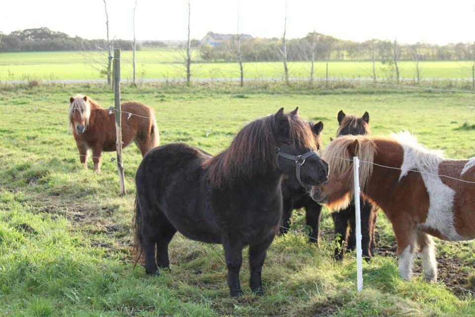 Shetlænder Tanja Af Hola billede 3