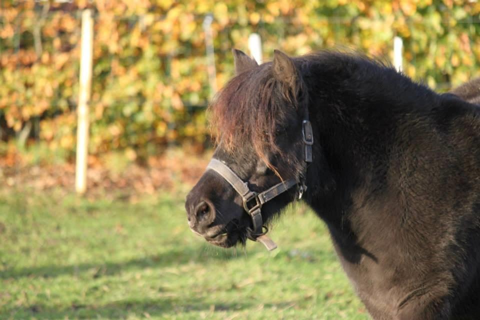 Shetlænder Tanja Af Hola billede 2