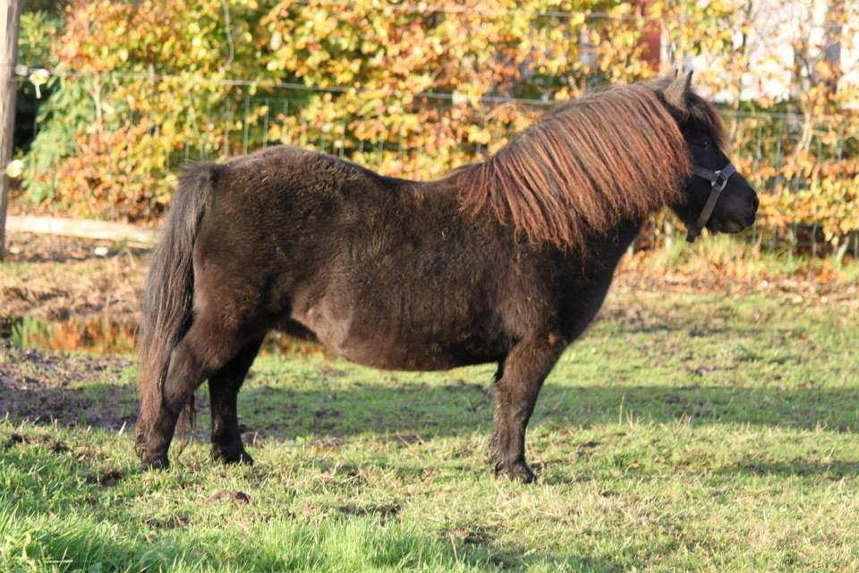 Shetlænder Tanja Af Hola billede 1