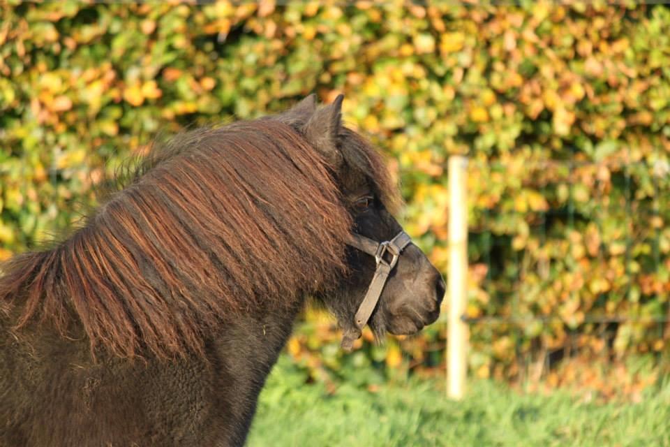 Shetlænder Tanja Af Hola billede 7