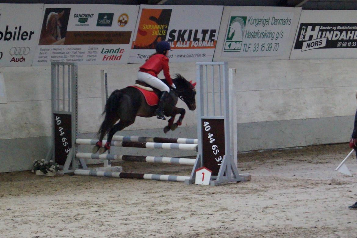 New Forest Milton billede 21