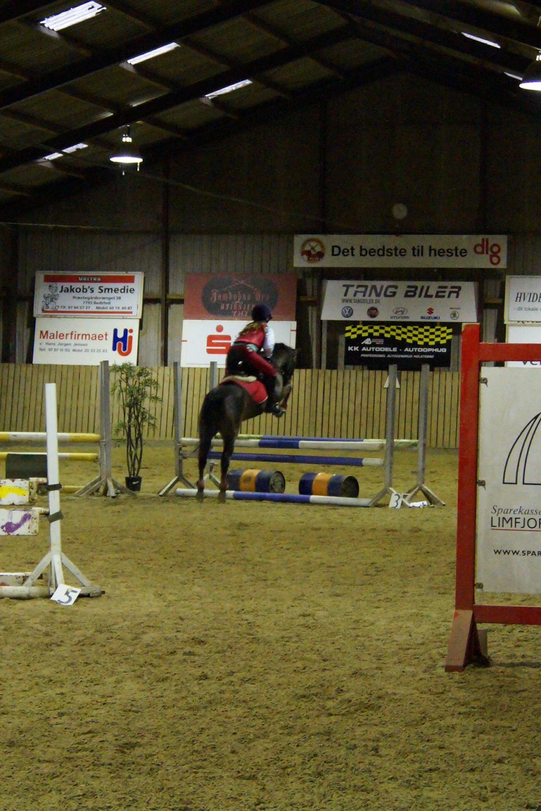 New Forest Milton billede 24