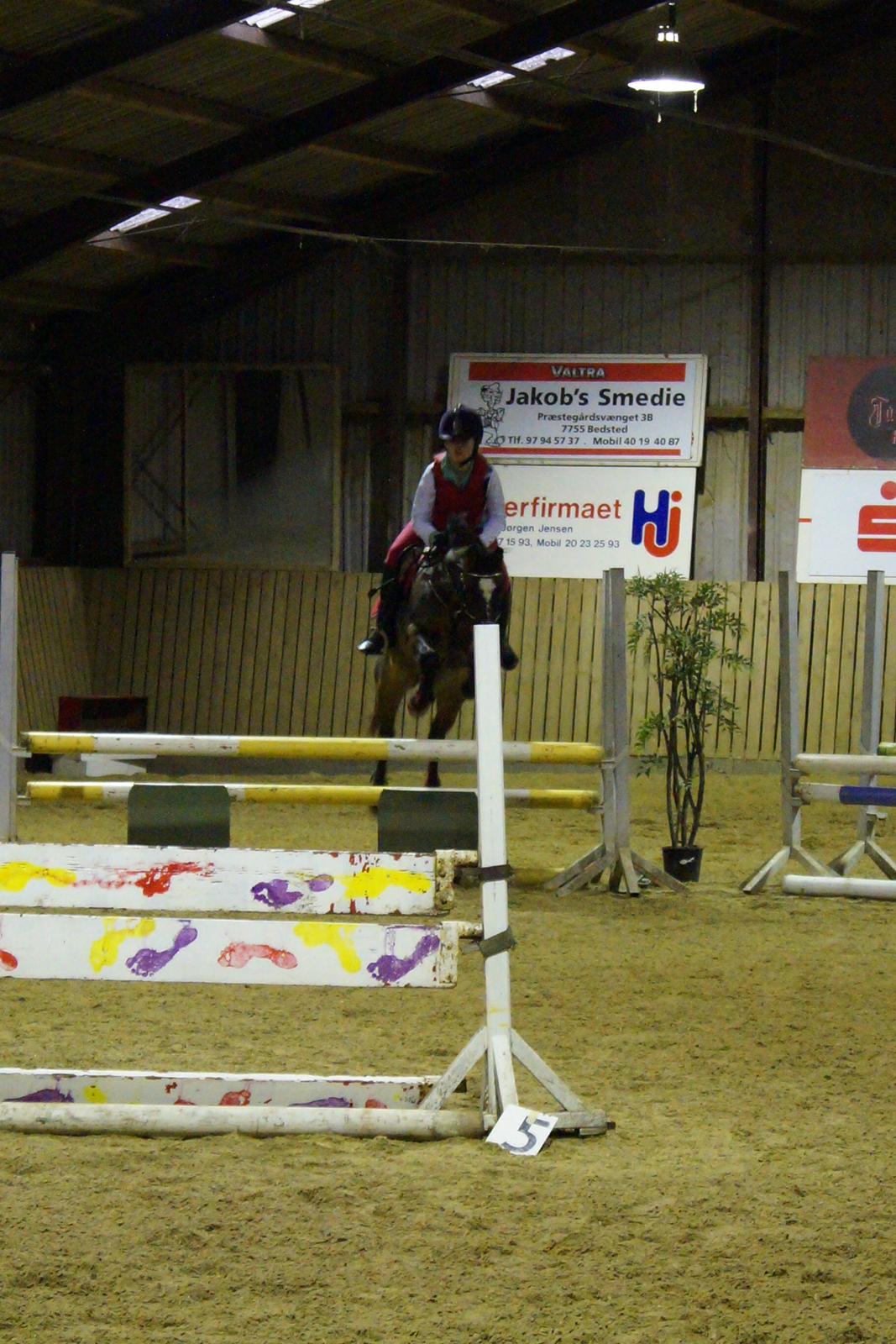 New Forest Milton billede 25