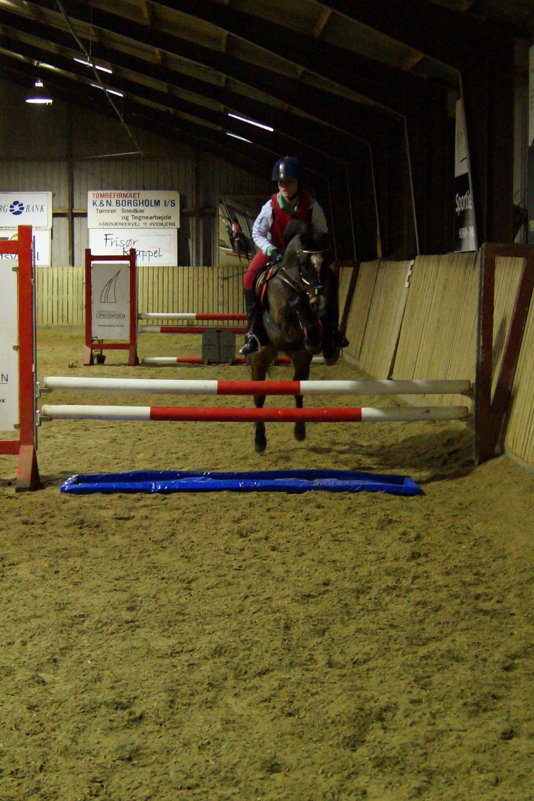 New Forest Milton billede 26