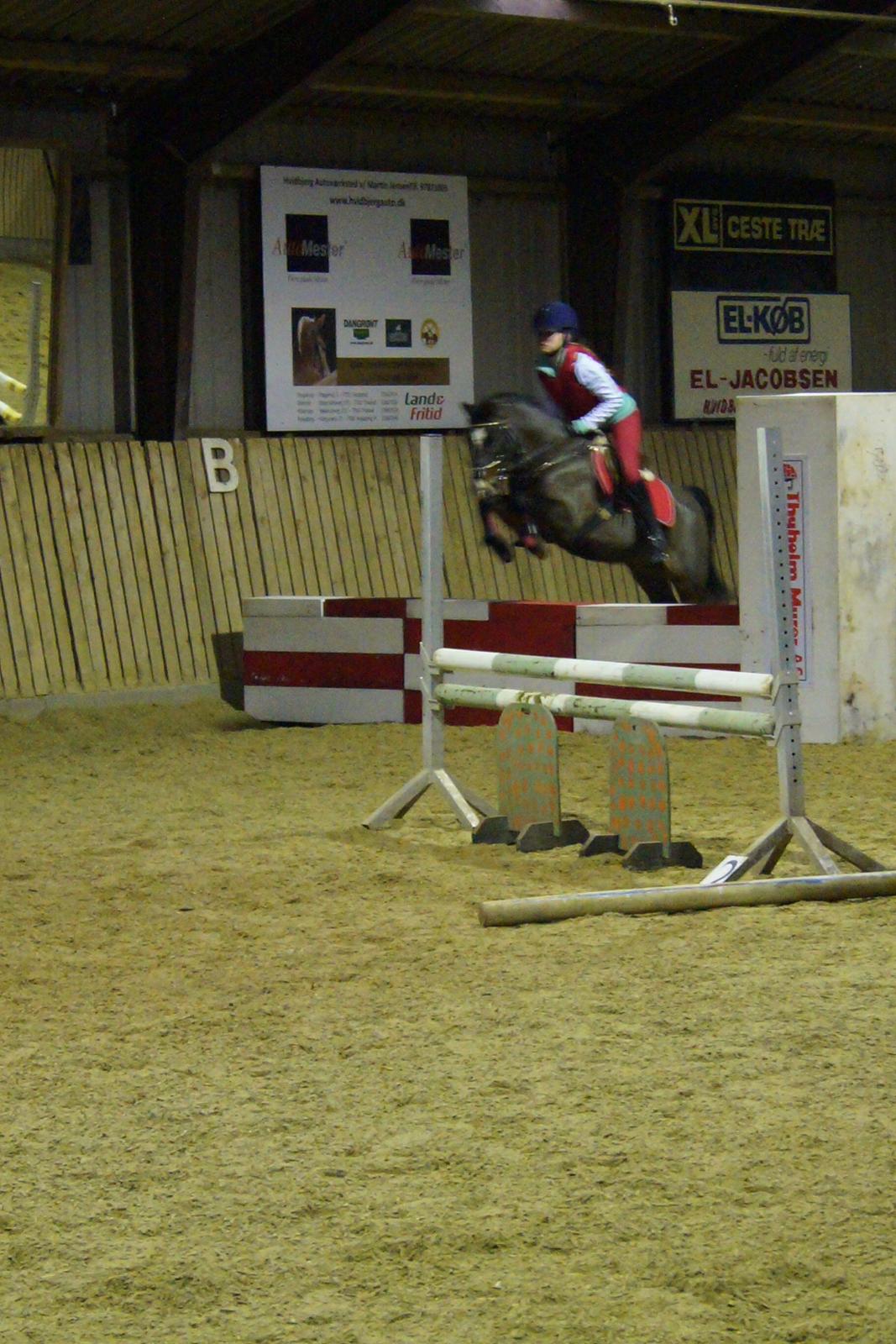 New Forest Milton billede 27