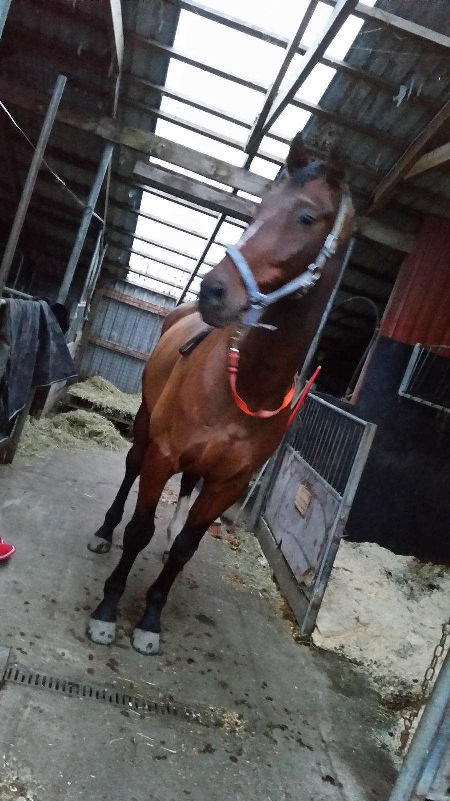 Zweibrücker Gentlemanns jazz billede 6