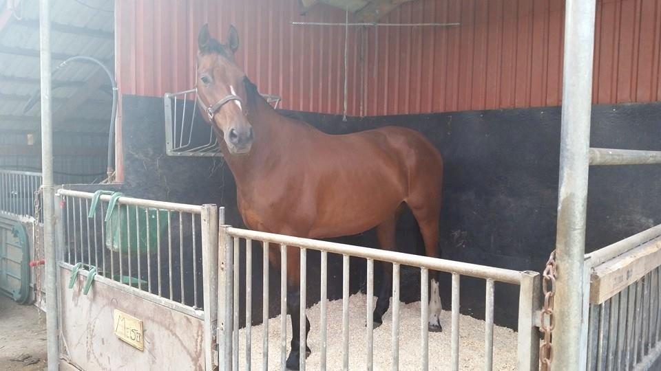 Zweibrücker Gentlemanns jazz billede 8