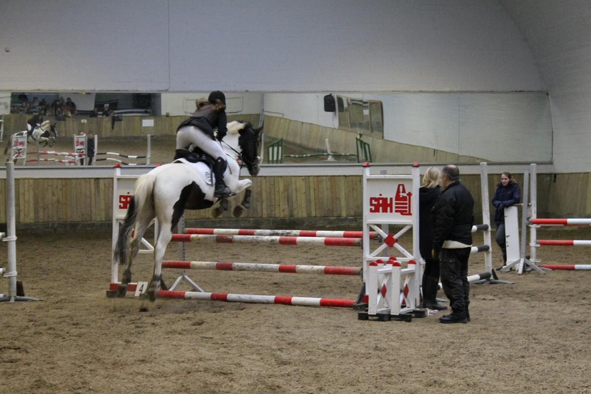 Pinto Lady Kanti - Stævne på Mattsson d.15/11 billede 10