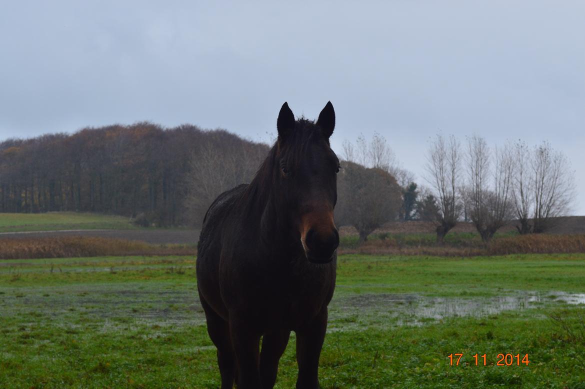 Anden særlig race Fibiger's Laszló billede 12