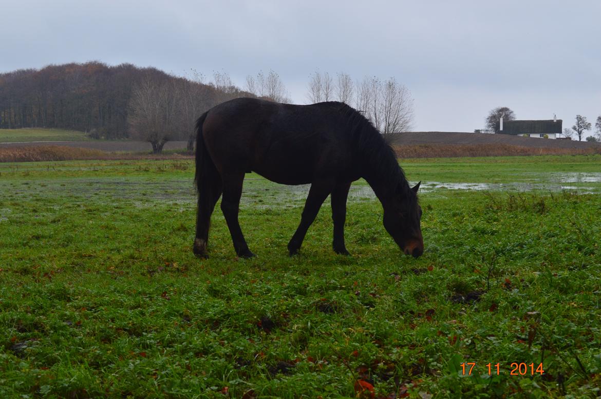 Anden særlig race Fibiger's Laszló billede 13