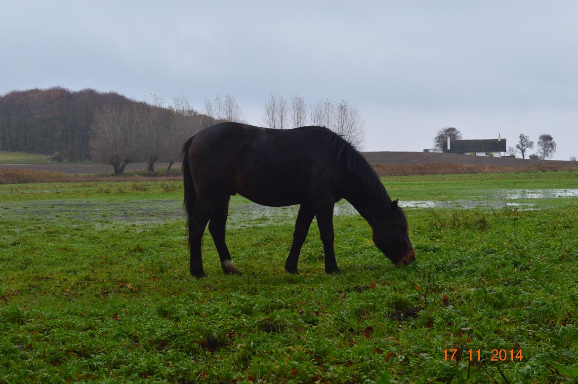 Anden særlig race Fibiger's Laszló billede 15