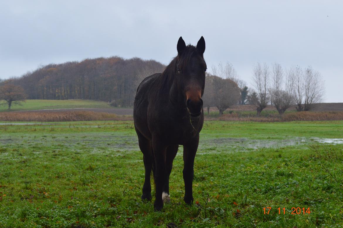 Anden særlig race Fibiger's Laszló billede 16