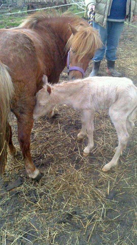 Welsh Partbred (Sec F) Marnows Princess In Pink -tidligere pony billede 25