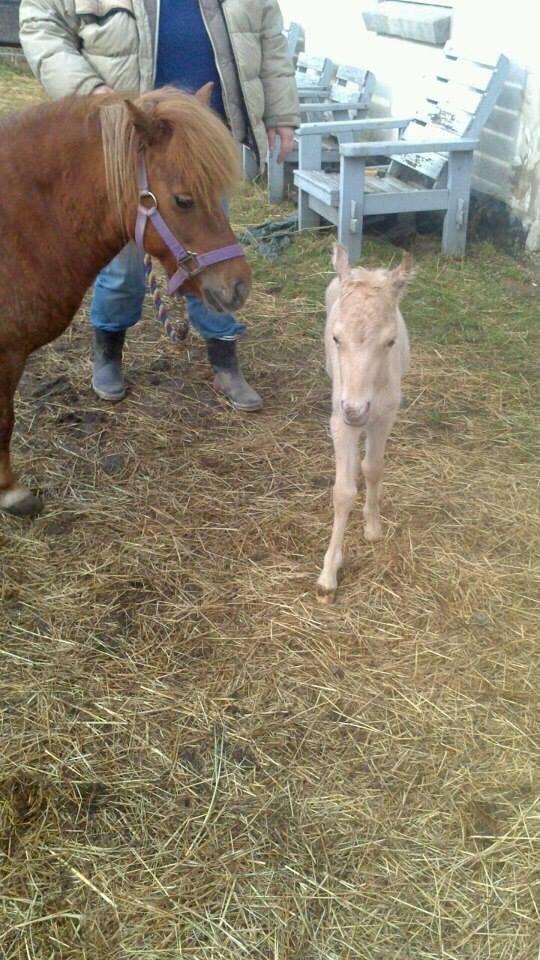 Welsh Partbred (Sec F) Marnows Princess In Pink -tidligere pony billede 26