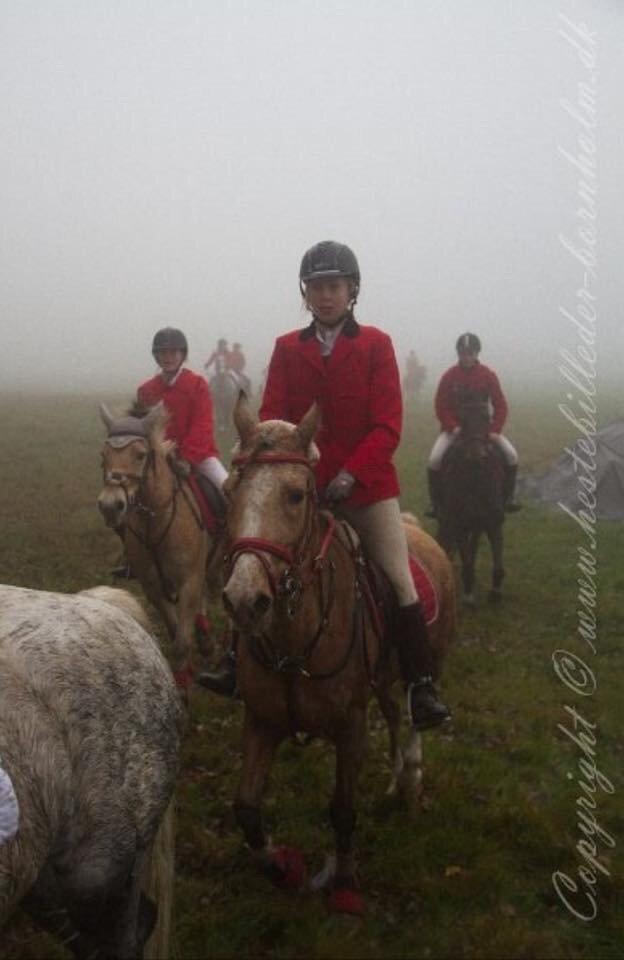 Anden særlig race Yellow billede 11