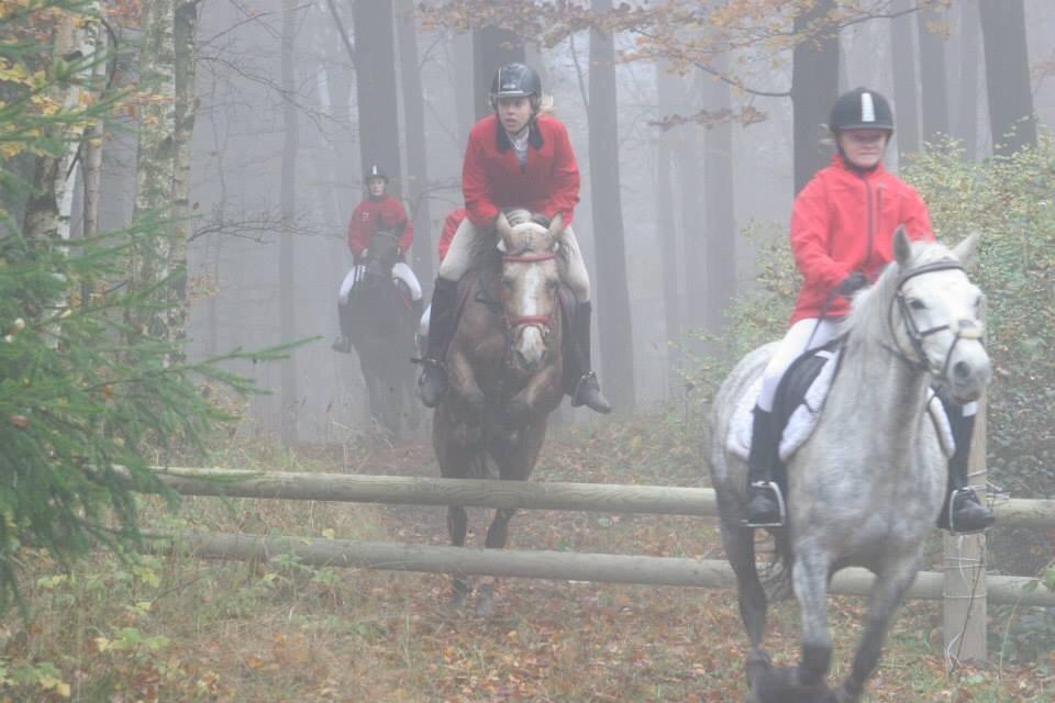 Anden særlig race Yellow billede 15