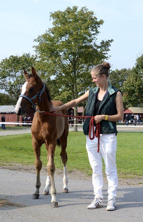 Traver Confetti Chase - sammen med Andrea til Store Hestedag 2014 billede 13