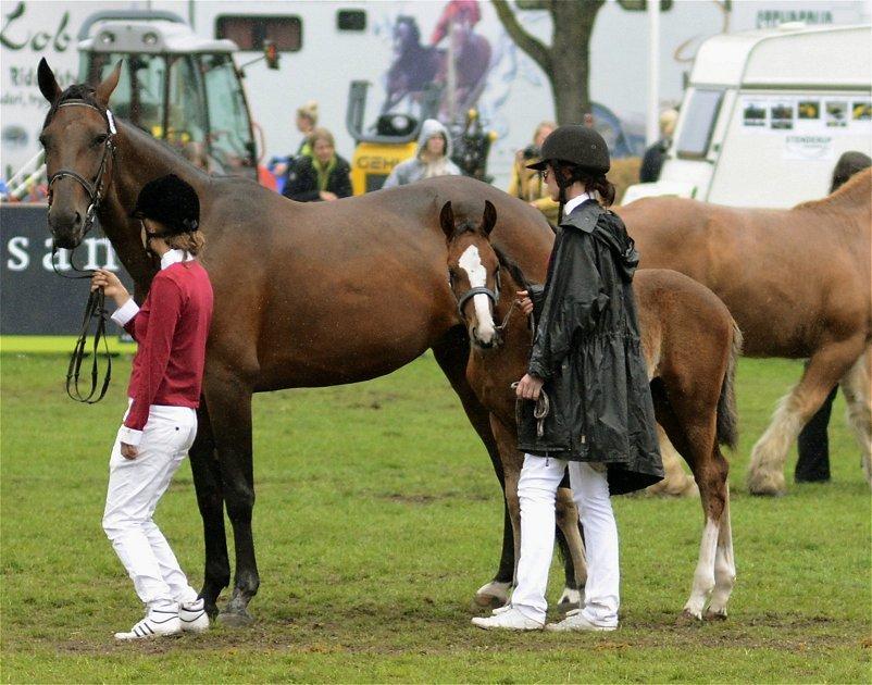 Traver Confetti Chase - Oprangering i Ring 1 på Store Hestedag 2014 billede 14