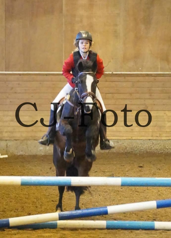 New Forest Sjølunds Tornado! billede 9