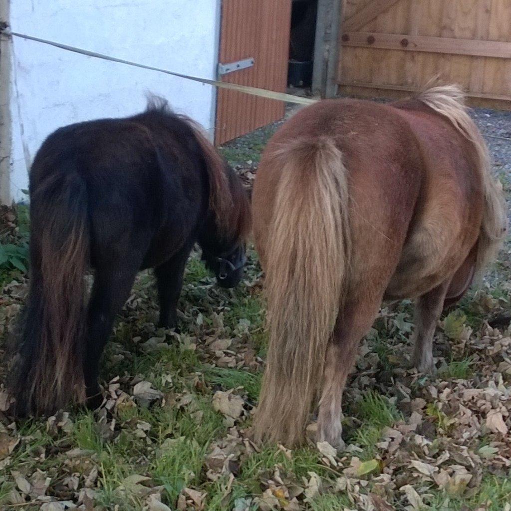 Shetlænder Little-Hippo's Monty billede 17