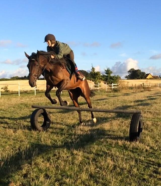 Traver Super Susser - Første gang hun springer med rytter <3 billede 1