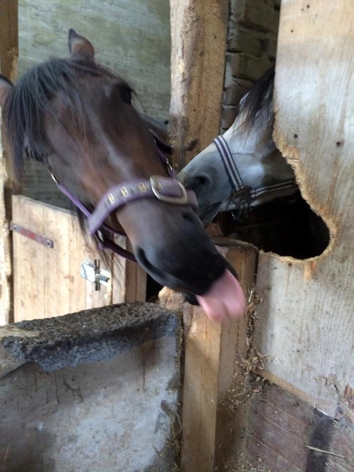 Traver Super Susser billede 16