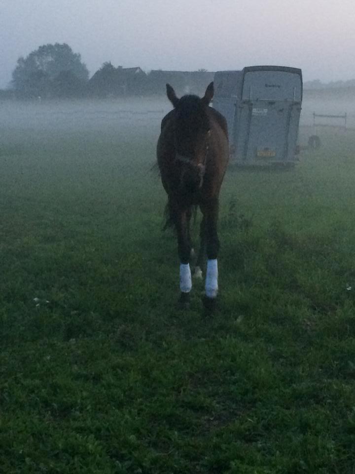 Traver Super Susser - hun er bare så smuk med hendes bandage <3 billede 20