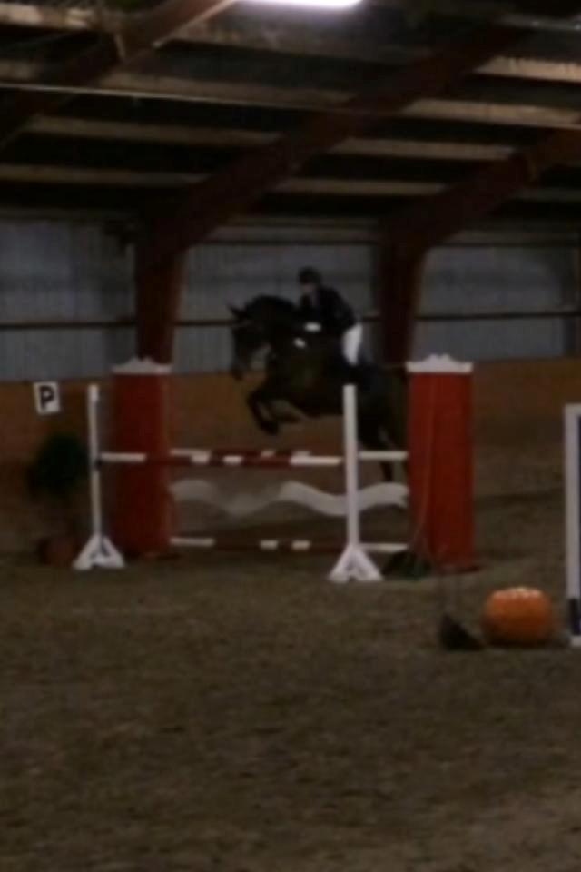 Dansk Varmblod FIGHTER - I vores første LA. 115 cm billede 7