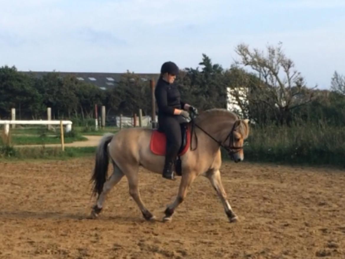 Fjordhest Oline Fjordvang billede 1