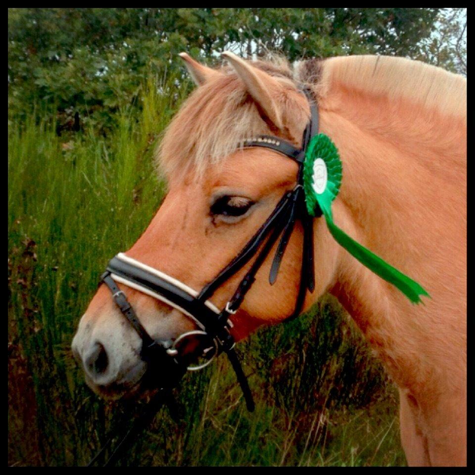 Fjordhest Oline Fjordvang billede 4