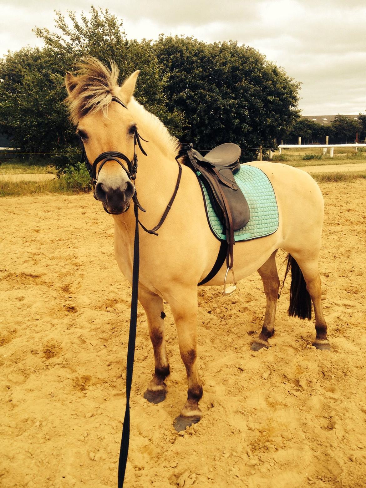 Fjordhest Oline Fjordvang billede 8