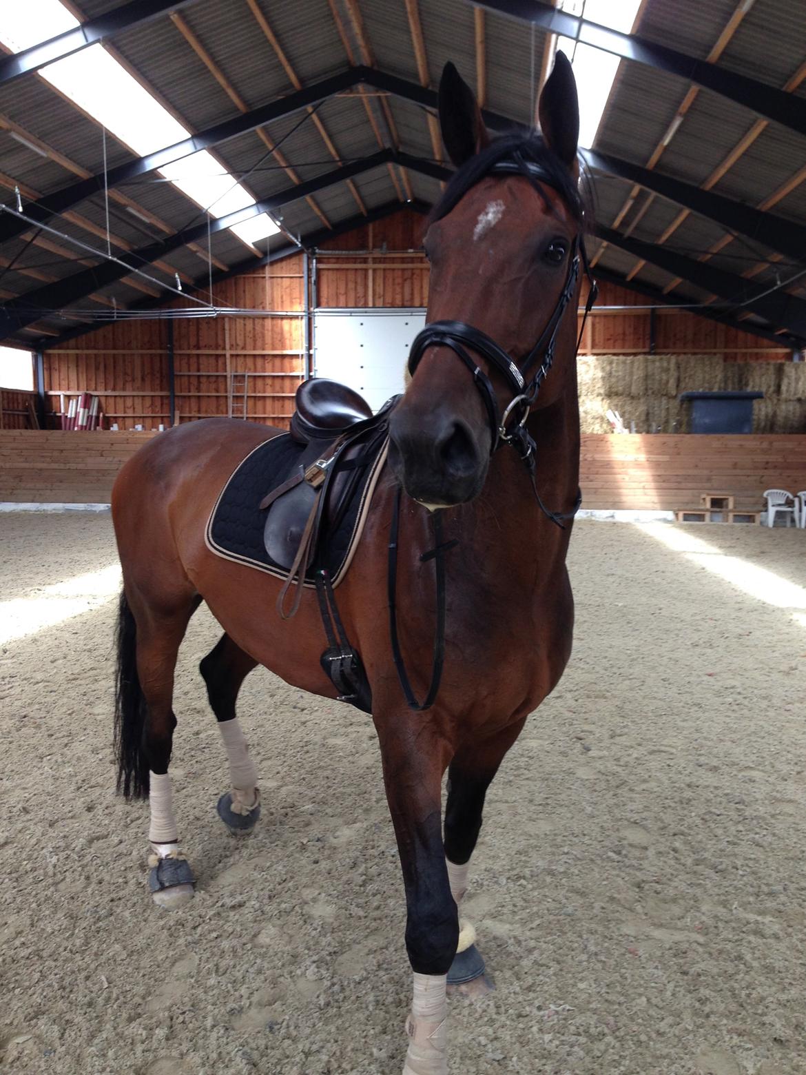 Dansk Varmblod Kunzen (Kenzo) billede 5