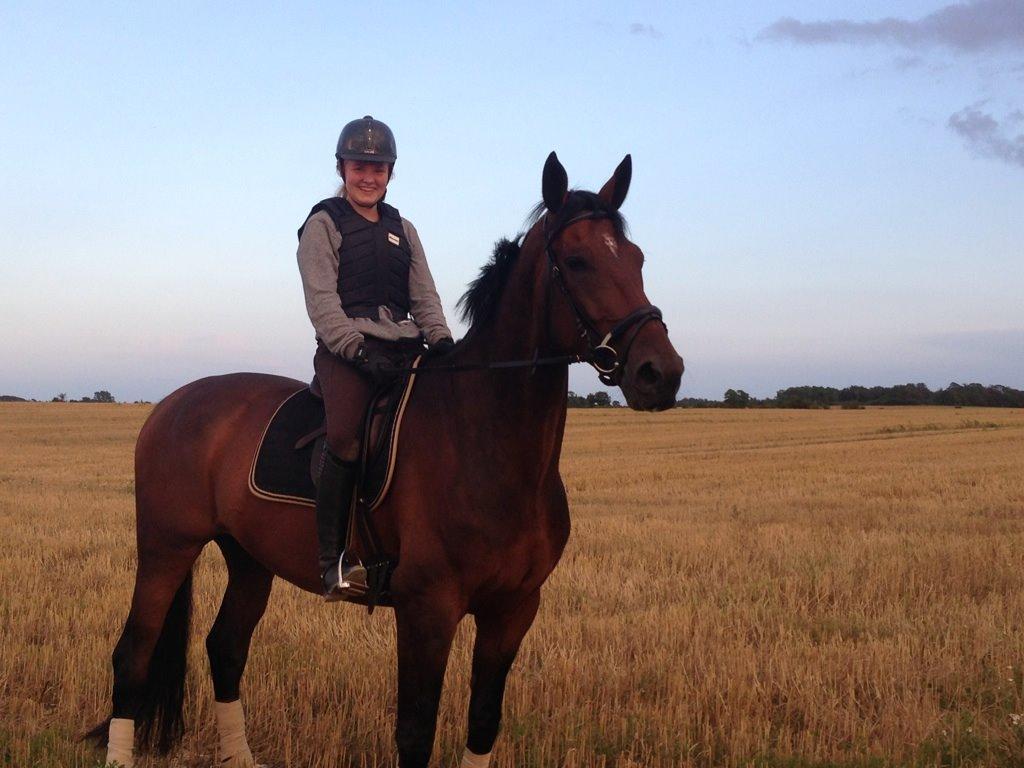 Dansk Varmblod Kunzen (Kenzo) billede 11