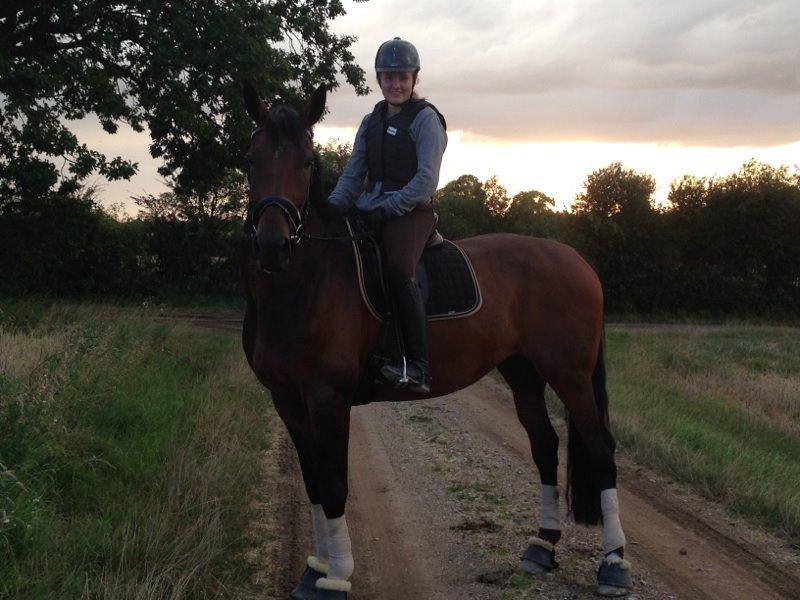 Dansk Varmblod Kunzen (Kenzo) billede 12