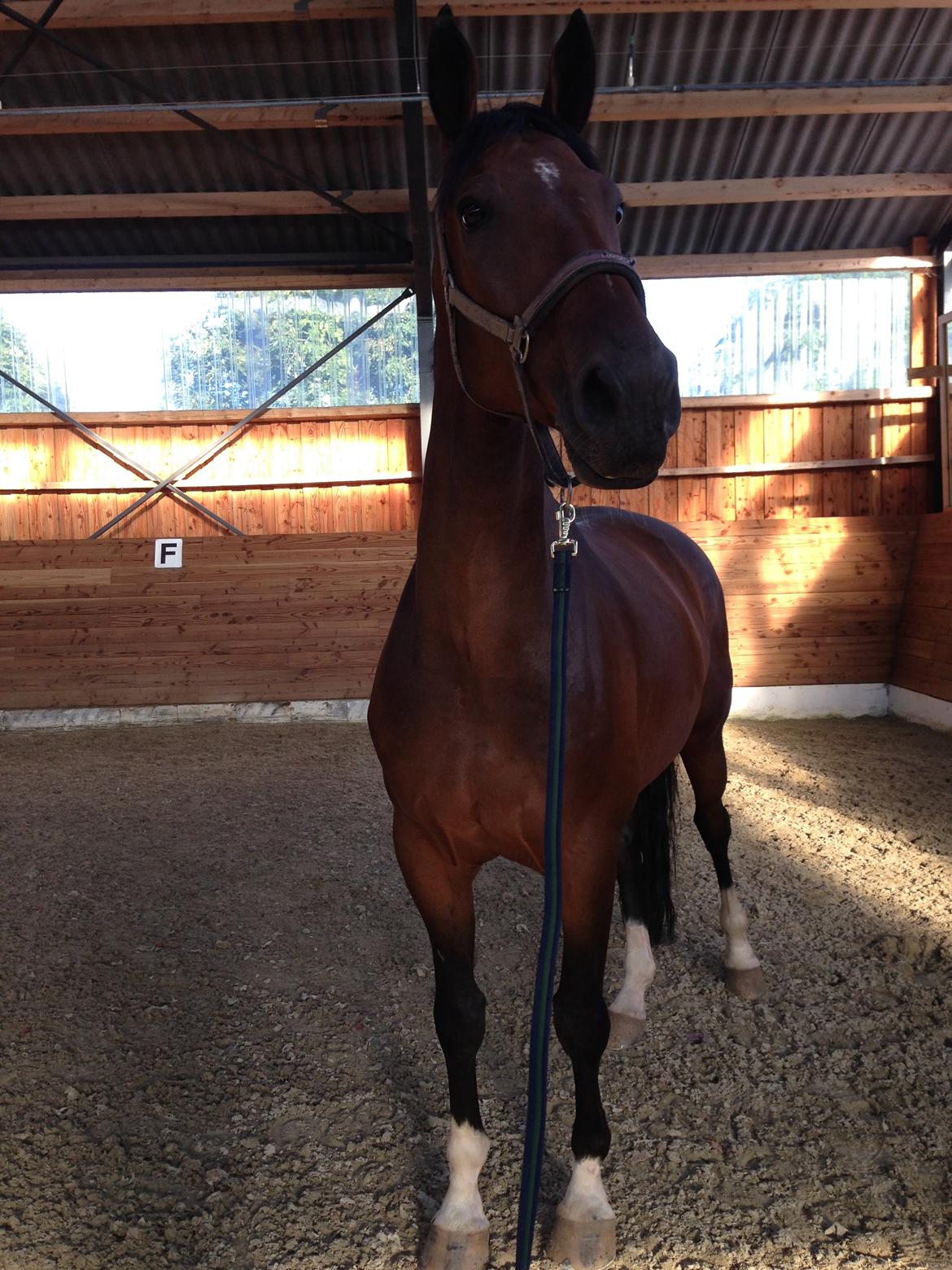 Dansk Varmblod Kunzen (Kenzo) billede 14