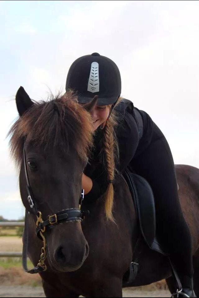 Islænder Dimma fra Kringlan billede 3