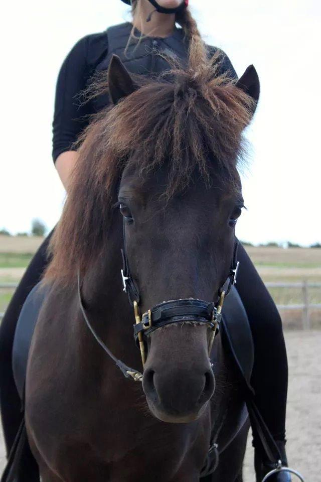 Islænder Dimma fra Kringlan billede 2